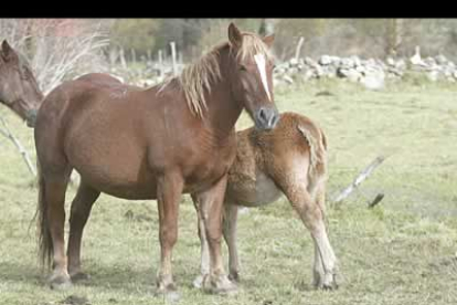 Los criadores de caballos están convencidos de que su actividad va a ayudar a potenciar la recién declarada reserva de la Biosfera de Babia.