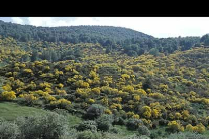 El abedular de La Majúa con el piornal a los pies. Son señeros también el hayedo de Torrebarrio, a las faldas de Peña Ubiña, y los abedulares de Riolago, Villasecino. y Truébano, además de los robledales