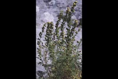 La artemisia cantábrica también es muy conocida entre los habitantes babianos.