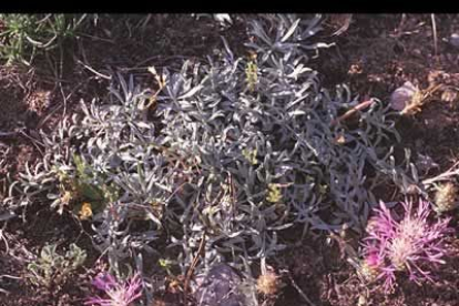 La «Centaurea janeris» subespecie babiana con sus pétalos en forma de hilos morados.