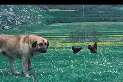 El mastín leonés es la raza canina más representativa de la comarca.