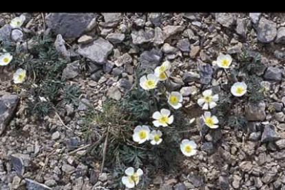 Ranunculus parnassifolius.