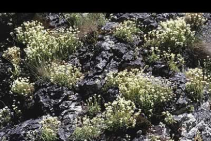 Saxifraga babiana.