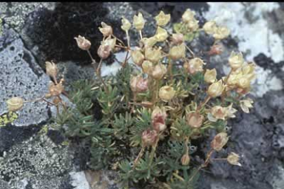 La «Espergula rimarum» es una de las especies endémicas que se da especialmente en Babia.