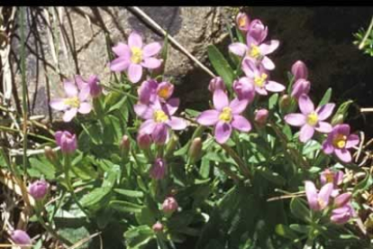 La «Centaurium somedanum» aporta este intenso color al paisaje de Babia.