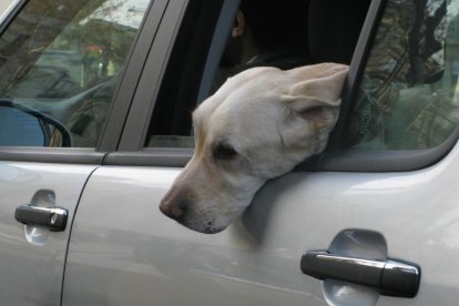 Un perro viajando en un coche.