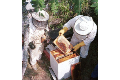 La alta mortandad de las abejas preocupa al sector y a las autoridades.
