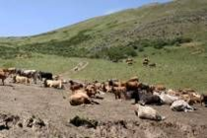 Un rebaño de vacas sestea en un puerto omañés