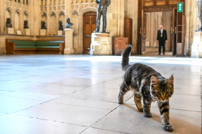 La nueva mascota de la Cámara de los Comunes británica es un gato y se llama Attlee. JESSICA TAYLOR