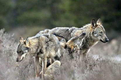 En los últimos años las poblaciones de lobos han crecido en los montes de la provincia.