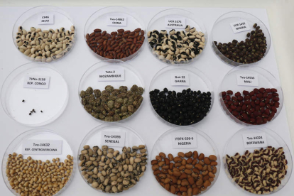 Algunas de las variedades de alubia carilla que se encuentran en Biológicas. FERNANDO OTERO