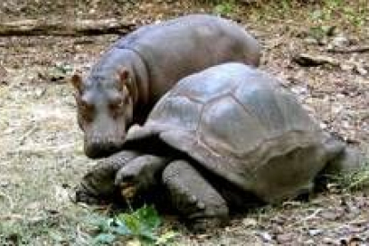 Un hipopótamo de un año observa a una tortuga gigante de la raza Aldabran