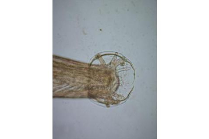 Angiostrongylus cantonensis macho con su característica bursa copulatriz al final de la cola. / Sofia Delgado Serra. Author provided
