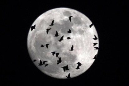 La luna llena cubierta por una bandada de pájaros que sobrevuelan Roma, el 30 de enero.