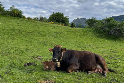 Una vaca y su ternero de corta edad descansan en el pasto en los parajes de Valdeburón, esta misma semana. j. casares