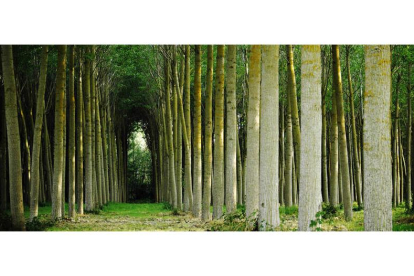 Los bosques son una fuente de riqueza, pero no sólo por la madera que producen sino también por los beneficios que suponen para la naturaleza y el hombre. JESÚS SALINERO
