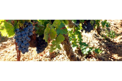 Racimos de prieto picudo, la variedad que salpica las viñas que crecen en el entorno de Gordoncillo y a la que se rinde tributo con la feria. MARCIANO