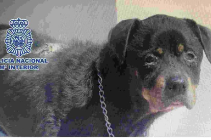 Candela, la perra que permaneció años encerrada en una azotea de un inmueble de Vélez-Málaga