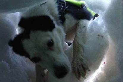 La perra de rescate Flo localiza a una supuesta víctima enterrada bajo la nieve.
