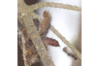 La 'Lymantria dispar', u oruga peluda, en una foto de archivo.