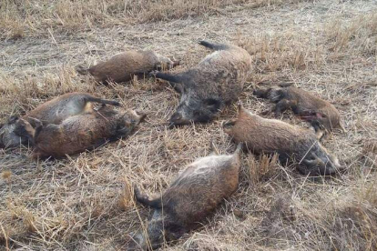 Varios ejemplares muertos después de ser atropellados por un camión en una carretera leonesa. DL