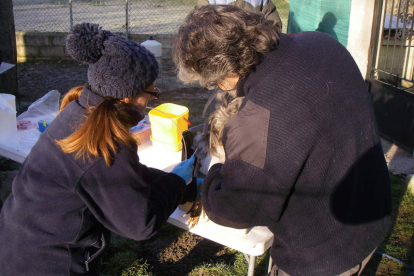 Técnicos de Instituto Nacional de Investigación Agraria y Alimentaria recogen muestras de semen en el Curueño. DL