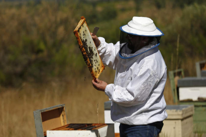 Un apicultor de la provincia de León atendiendo sus colmenas. FERNANDO OTERO