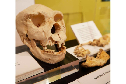 Una mandíbula humana en una exposición sobre la sierra de Atapuerca.
