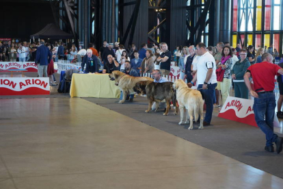 Exposición Internacional Canina de León. J. NOTARIO