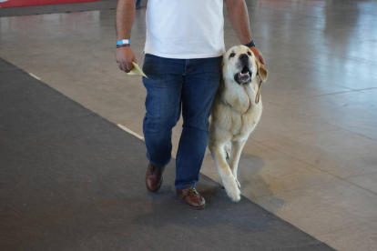 Exposición Internacional Canina de León. J. NOTARIO