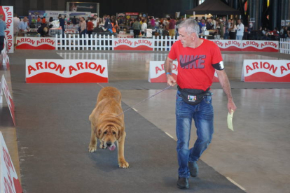 Exposición Internacional Canina de León. J. NOTARIO