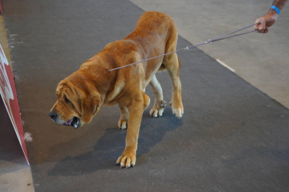 Exposición Internacional Canina de León. J. NOTARIO