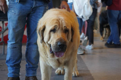 Exposición Internacional Canina de León. J. NOTARIO