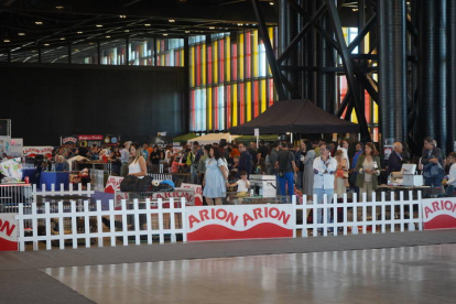 Exposición Internacional Canina de León. J. NOTARIO