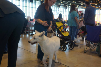 Exposición Internacional Canina de León. J. NOTARIO