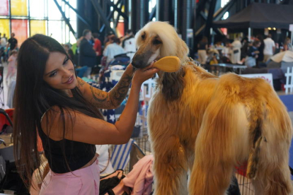 Exposición Internacional Canina de León. J. NOTARIO