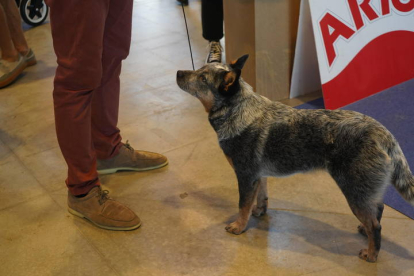 Exposición Internacional Canina de León. J. NOTARIO