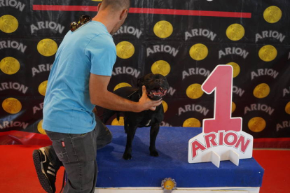 Exposición Internacional Canina de León. J. NOTARIO