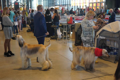 Exposición Internacional Canina de León. J. NOTARIO