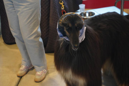 Exposición Internacional Canina de León. J. NOTARIO