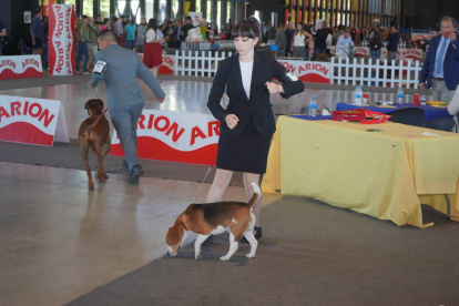 Exposición Internacional Canina de León. J. NOTARIO