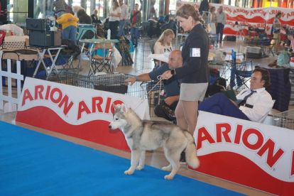 Exposición Internacional Canina de León. J. NOTARIO