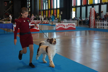 Exposición Internacional Canina de León. J. NOTARIO