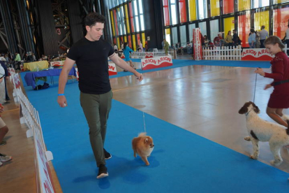 Exposición Internacional Canina de León. J. NOTARIO