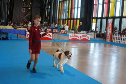 Exposición Internacional Canina de León. J. NOTARIO