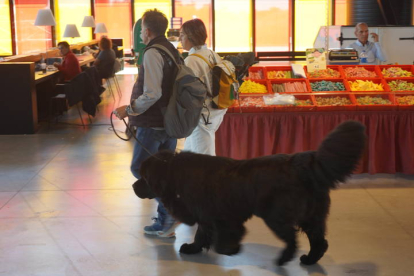 Exposición Internacional Canina de León. J. NOTARIO