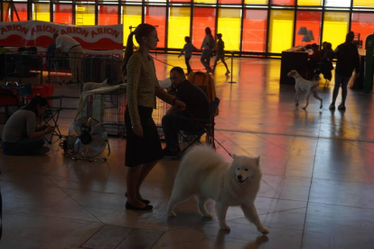 Exposición Internacional Canina de León. J. NOTARIO