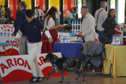 Exposición Internacional Canina de León. J. NOTARIO