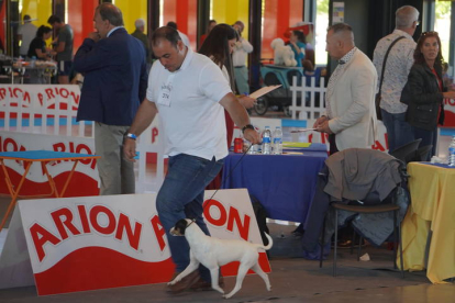 Exposición Internacional Canina de León. J. NOTARIO