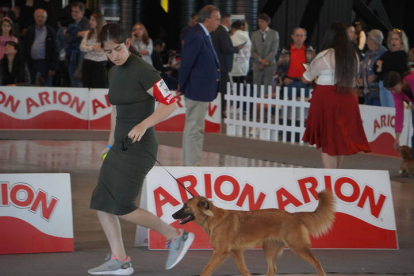 Exposición Internacional Canina de León. J. NOTARIO